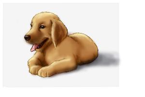 How to Draw a Golden Retriever Puppy