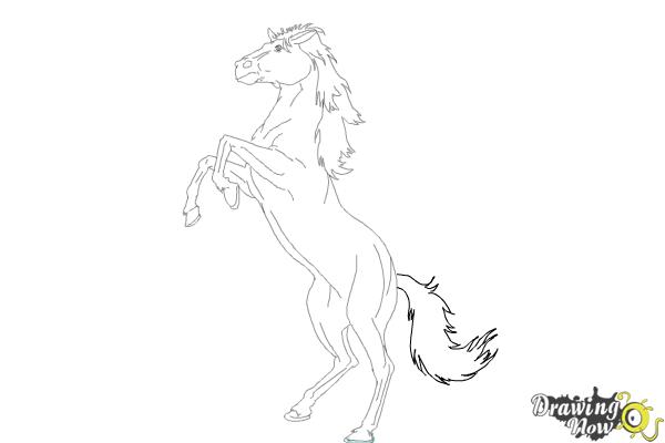 How to Draw a Horse Body - Step 9 How to Draw a Horse Body - Step 9