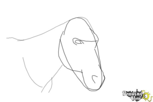 How to Draw a Horse Head - Step 4 How to Draw a Horse Head - Step 4