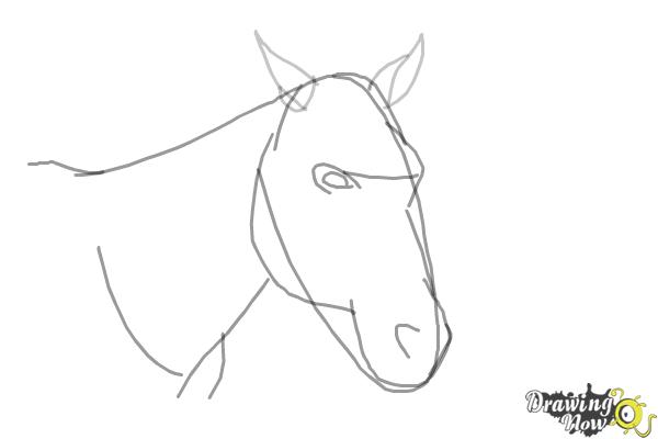 How to Draw a Horse Head - Step 5 How to Draw a Horse Head - Step 5
