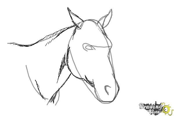 How to Draw a Horse Head - Step 7 How to Draw a Horse Head - Step 7