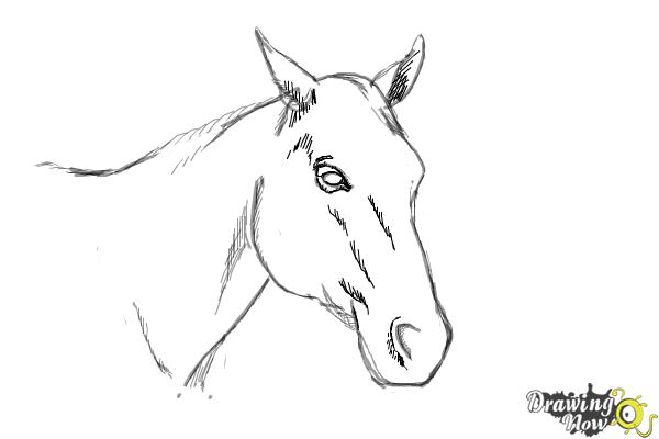 How to Draw a Horse Head - Step 8 How to Draw a Horse Head - Step 8