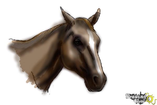 How to Draw a Horse Head - Step 9 How to Draw a Horse Head - Step 9