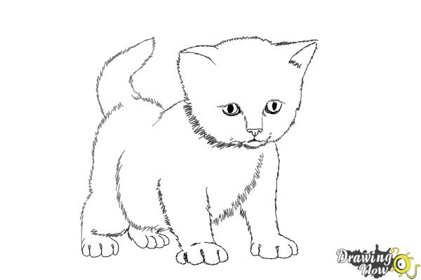 How to Draw a Kitten Step by Step - Step 10 How to Draw a Kitten Step by Step - Step 10