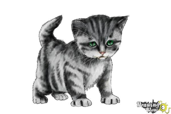 How to Draw a Kitten Step by Step - Step 11 How to Draw a Kitten Step by Step - Step 11