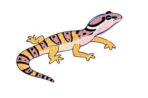 How to Draw a Leopard Gecko