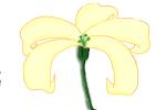 How to Draw a Lily