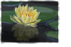 How to Draw a Lotus Flower, Water Lily