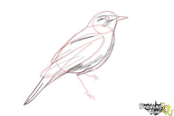 How to Draw a Nightingale Bird - Step 8