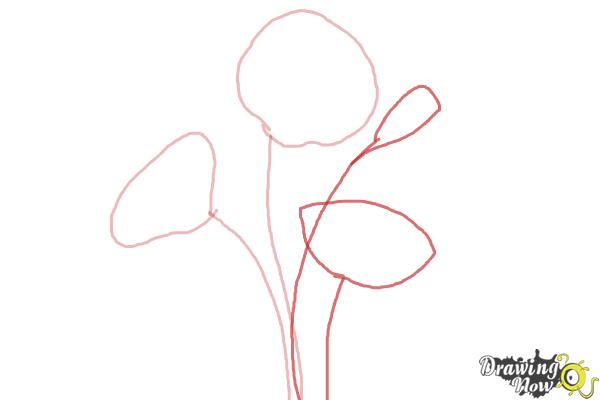 How to Draw a Poppy - Step 2 How to Draw a Poppy - Step 2