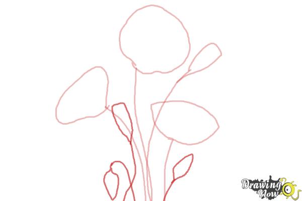 How to Draw a Poppy - Step 3 How to Draw a Poppy - Step 3