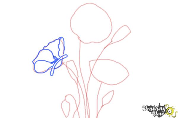 How to Draw a Poppy - Step 4 How to Draw a Poppy - Step 4