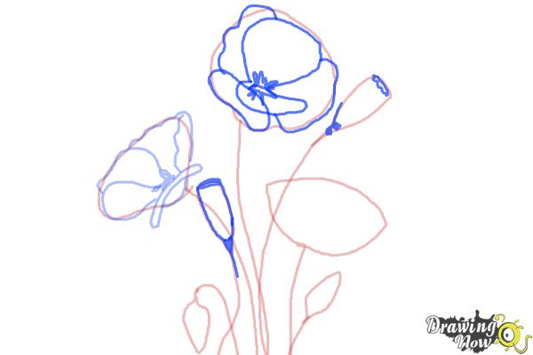 How to Draw a Poppy - Step 5 How to Draw a Poppy - Step 5