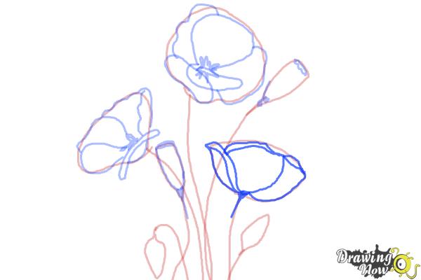 How to Draw a Poppy - Step 6 How to Draw a Poppy - Step 6