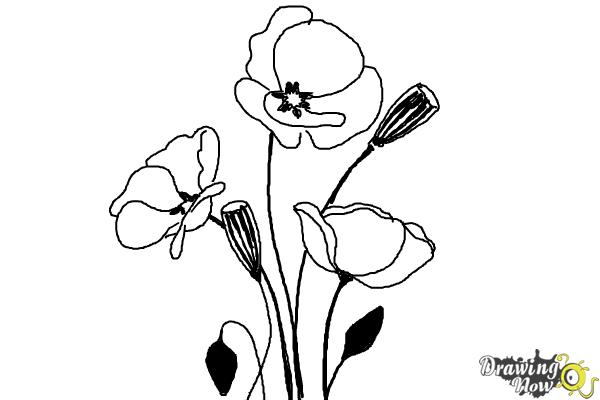 How to Draw a Poppy - Step 7 How to Draw a Poppy - Step 7