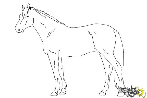 How to Draw a Realistic Horse - Step 9 How to Draw a Realistic Horse - Step 9