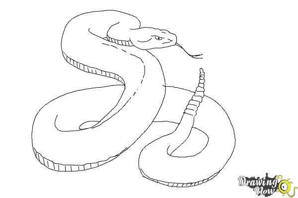 How to Draw a Realistic Snake - Step 8 How to Draw a Realistic Snake - Step 8