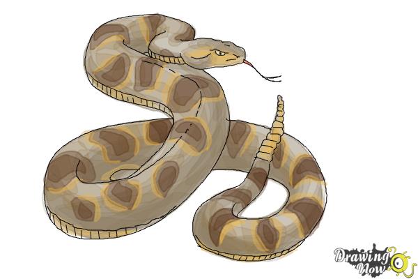 How to Draw a Realistic Snake - Step 9 How to Draw a Realistic Snake - Step 9