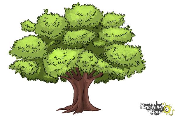 How to Draw a Realistic Tree - Step 10 How to Draw a Realistic Tree - Step 10
