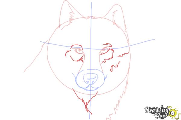 How to Draw a Realistic Wolf - Step 6