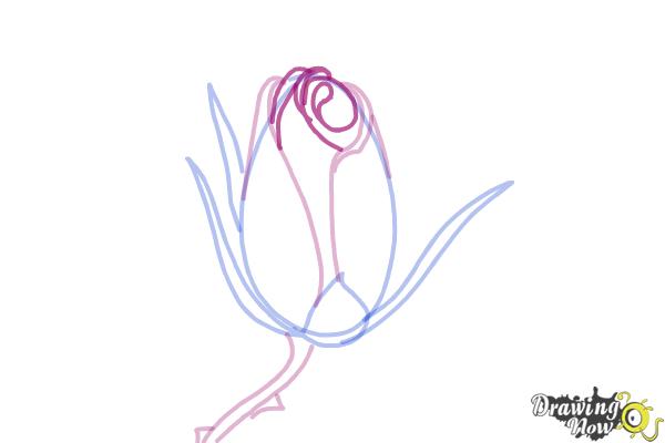 How to Draw a Rose Bud - Step 6 How to Draw a Rose Bud - Step 6
