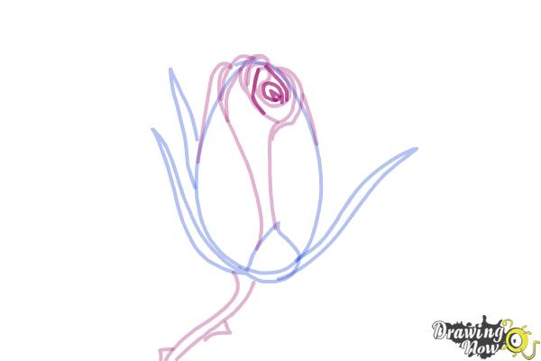 How to Draw a Rose Bud - Step 7 How to Draw a Rose Bud - Step 7