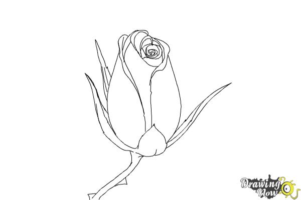 How to Draw a Rose Bud - Step 8 How to Draw a Rose Bud - Step 8