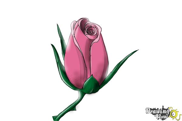 How to Draw a Rose Bud - Step 9 How to Draw a Rose Bud - Step 9