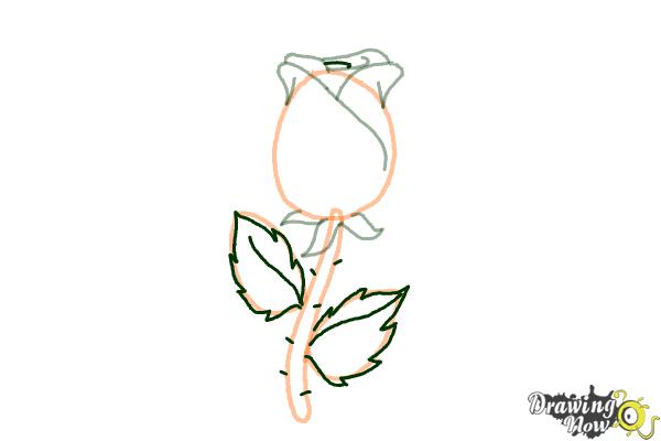 How to Draw a Rose Easy - Step 6 How to Draw a Rose Easy - Step 6