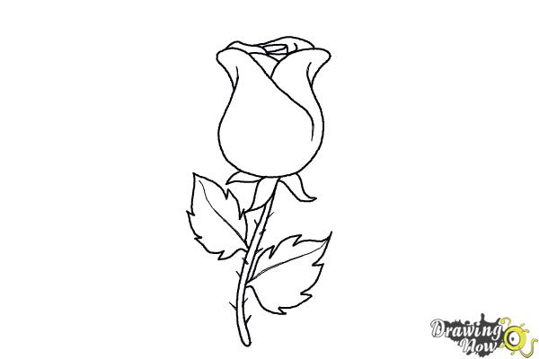 How to Draw a Rose Easy - Step 7 How to Draw a Rose Easy - Step 7