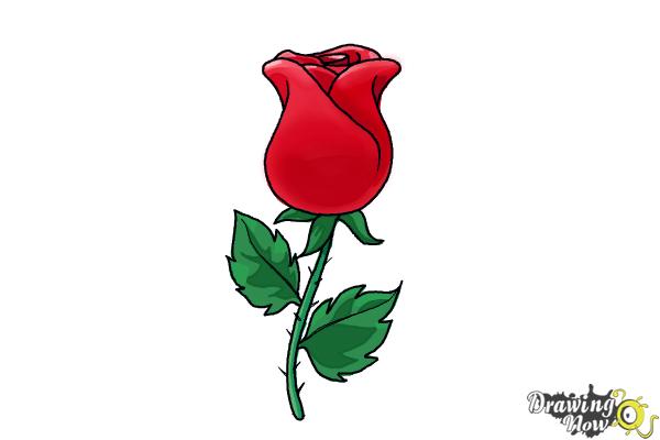 How to Draw a Rose Easy - Step 8 How to Draw a Rose Easy - Step 8