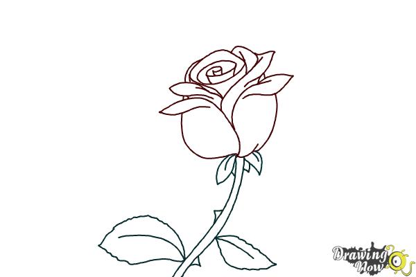 How to Draw a Rose Step by Step For Kids - Step 7 How to Draw a Rose Step by Step For Kids - Step 7