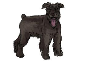 How to Draw a Schnauzer