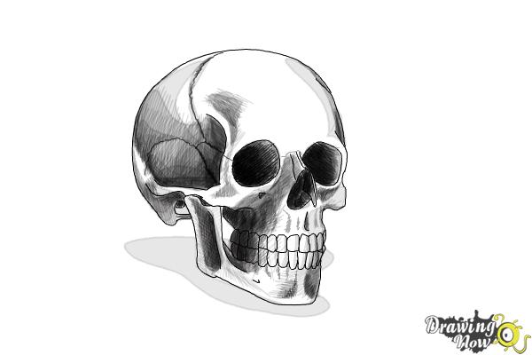 How to Draw a Skull Step by Step - Step 10 How to Draw a Skull Step by Step - Step 10