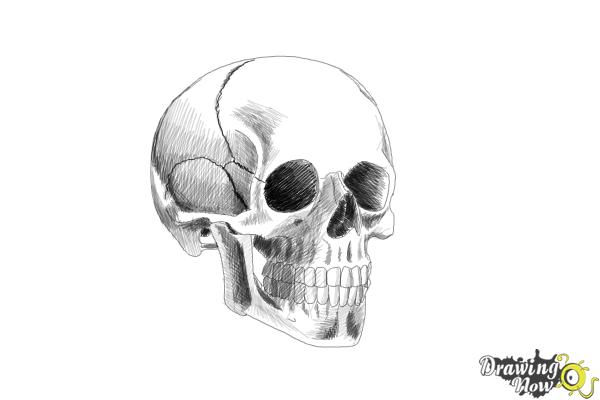 How to Draw a Skull Step by Step - Step 9 How to Draw a Skull Step by Step - Step 9
