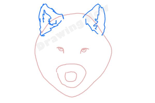 How to draw a Wolf face - Step 3 How to draw a Wolf face - Step 3