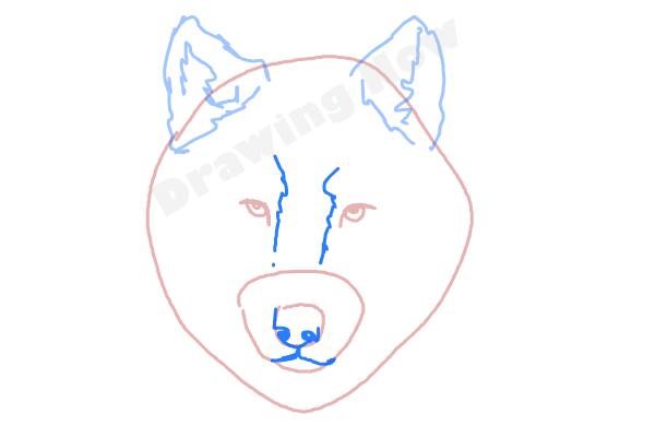 How to draw a Wolf face - Step 4 How to draw a Wolf face - Step 4