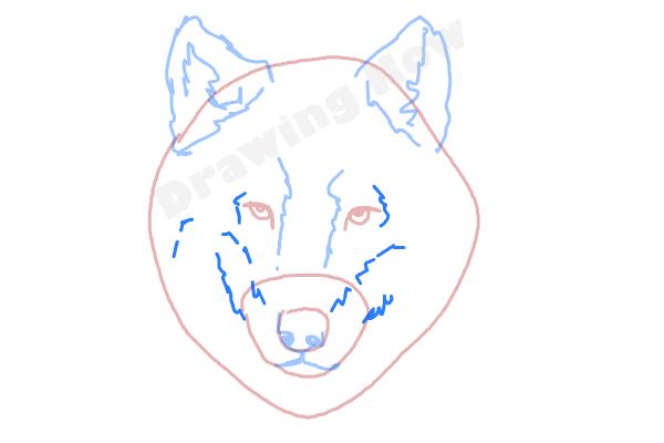 How to draw a Wolf face - Step 5 How to draw a Wolf face - Step 5