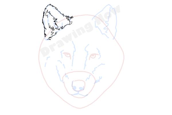 How to draw a Wolf face - Step 6 How to draw a Wolf face - Step 6