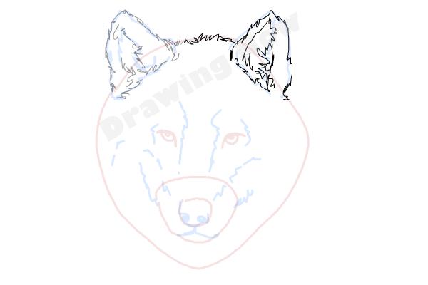 How to draw a Wolf face - Step 7 How to draw a Wolf face - Step 7
