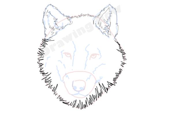 How to draw a Wolf face - Step 8 How to draw a Wolf face - Step 8