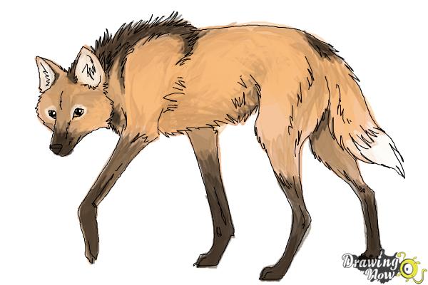 How to Draw a Wolf - Maned Wolf - Step 10 How to Draw a Wolf - Maned Wolf - Step 10