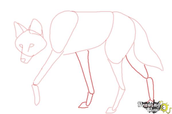 How to Draw a Wolf - Maned Wolf - Step 7 How to Draw a Wolf - Maned Wolf - Step 7