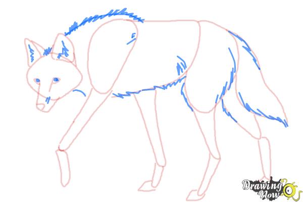How to Draw a Wolf - Maned Wolf - Step 8 How to Draw a Wolf - Maned Wolf - Step 8