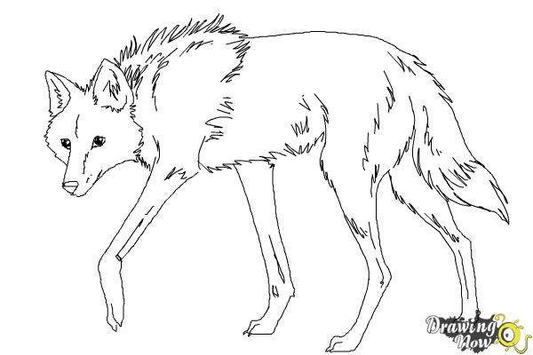How to Draw a Wolf - Maned Wolf - Step 9 How to Draw a Wolf - Maned Wolf - Step 9