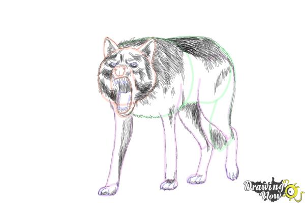 How to Draw a Wolf Step by Step - Step 16 How to Draw a Wolf Step by Step - Step 16