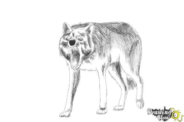 How to Draw a Wolf Step by Step - Step 17 How to Draw a Wolf Step by Step - Step 17