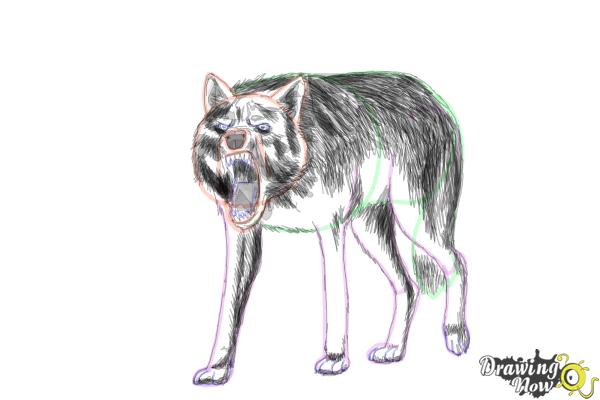 How to Draw a Wolf Step by Step - Step 18 How to Draw a Wolf Step by Step - Step 18