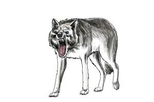 How to Draw a Wolf Step by Step