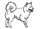 How to Draw an American Eskimo Dog